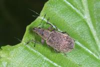 Polydrusus cervinus