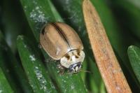 Aphidecta obliterata