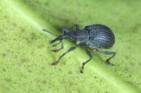 Oxystoma ochropus