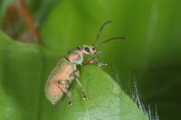 Phyllobius argentatus