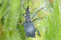 Oxystoma ochropus