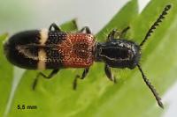 Tilloidea unifasciata