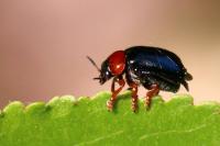 Smaragdina salicina