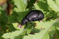 Galeruca tanaceti