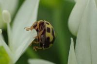 Propylea quatuordecimpunctata