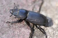 Dorcus parallelipipedus