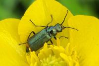Malachius bipustulatus