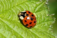 Harmonia axyridis