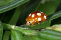 Vibidia duodecimguttata