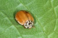 Adalia decempunctata