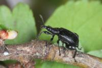 Deporaus betulae