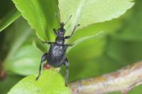 Deporaus betulae