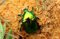 Cetonischema speciosissima