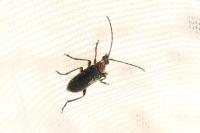 Dinoptera collaris