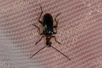 Dinoptera collaris