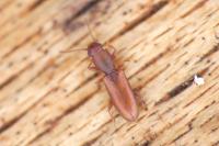 Silvanus unidentatus