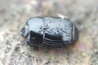 Platysoma compressum