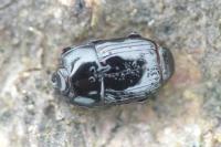 Platysoma compressum