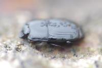 Platysoma compressum