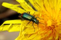 Malachius bipustulatus