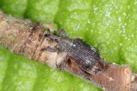 Bradybatus kellneri