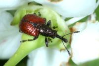 Tatianaerhynchites aequatus