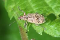Polydrusus cervinus