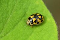 Propylea quatuordecimpunctata