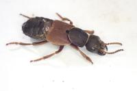 Staphylinus dimidiaticornis