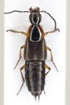 Philonthus marginatus