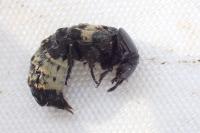 Creophilus maxillosus