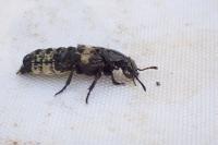 Creophilus maxillosus