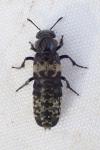 Creophilus maxillosus