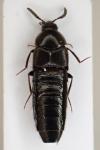 Aleochara