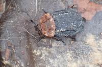 Oiceoptoma thoracicum