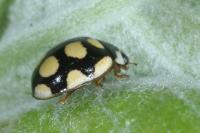 Oenopia lyncea agnatha