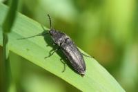 Cidnopus pilosus
