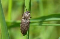 Agrypnus murinus