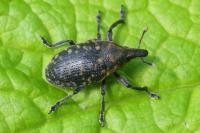 Larinus turbinatus
