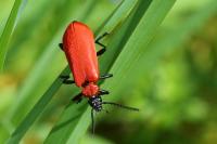 Pyrochroa coccinea
