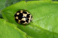 Propylea quatuordecimpunctata