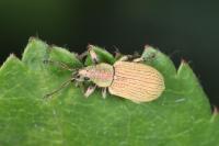 Phyllobius roboretanus