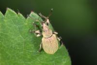 Phyllobius roboretanus