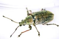 Phyllobius pyri