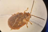 Lochmaea crataegi