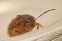 Lochmaea crataegi