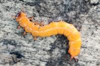 Cucujus cinnaberinus