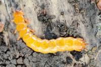 Cucujus cinnaberinus
