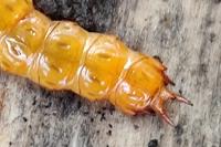 Cucujus cinnaberinus