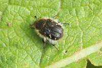 Tropinota hirta